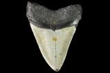Fossil Megalodon Tooth - North Carolina #109529-2